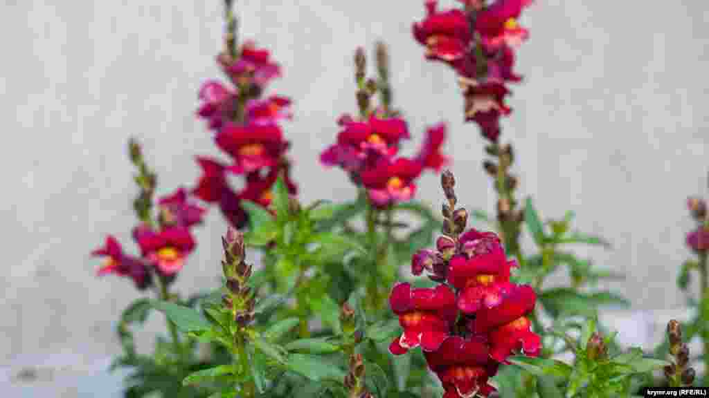 Ротики (Antirrhinum L), або «собачки» у Київському провулку. Якщо температура опуститься нижче +7 градусів за Цельсієм, ця квітка загине. Високорослі види «собачок» не в'януть у вазі до двох тижнів