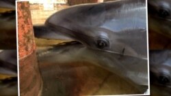 Captive In Crimea: Dolphins Draw Crowds Despite Decrepit Venues