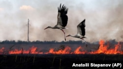 Storks fly over a burning field in Ukraine's Mykolayiv region. (file photo)