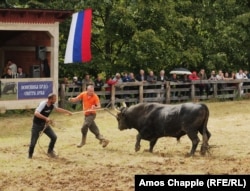 Bull owners trying to restrain their animal after a fight.