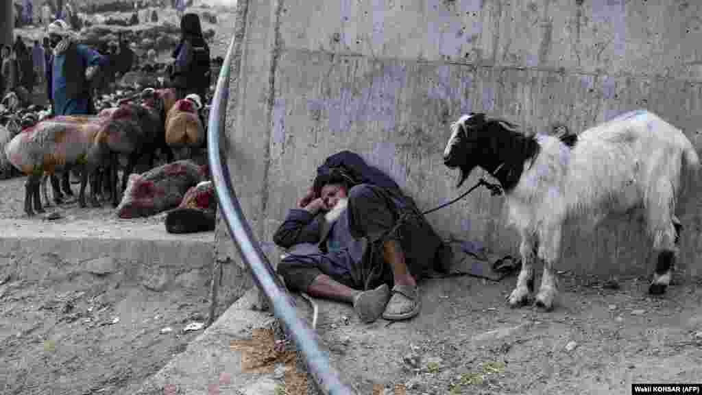 A man rests next to his goat as he waits for customers at a livestock market. The meat from sacrificed animals is shared in three equal parts among family, friends, and the poor in a message of piety and charity. 