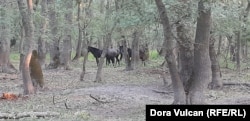 Horses mill around one of the dried-up watering holes in the enclosed area of Letea Forest on August 12.