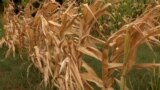 Bosnia-Herzegovina, Bijeljina, Bosnian farmers say drought has ruined crops, August 9, 2022. 