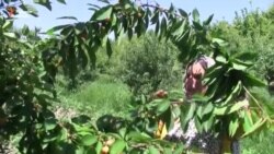 Занони Вахш ҷойи кор меофаранд