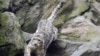 Owganystanda gar gaplaňynyň sütükli derisi 1500 dollara çenli bahalanýar.