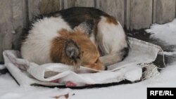 Câine vagabond la Chișinău