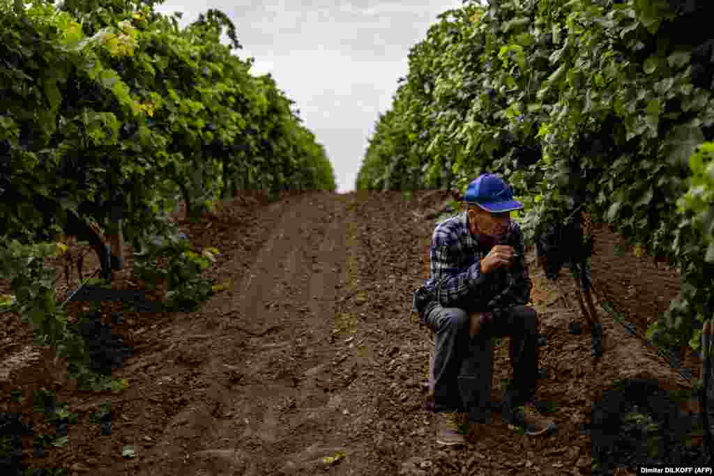 In the beginning, bombs would explode near the workers as they tended to the grapes. During "these very tough months," Margalias counted no less than 26 craters pockmarking his vineyards. He had to dig up the missile fragments as they continued their work. 