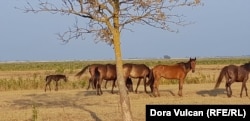 A family of horses escaped the enclosure amid the drought in July, possibly in search of water, injuring the foal on the barbed wire in the process.