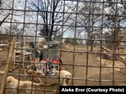 The dogs at the Vucjak Shelter, which is the largest of its kind in Serbia.
