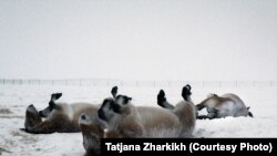 The horses rolling in the snow at a field in the Orenburg reserves, a cluster of six nature reserves near the border with Kazakhstan.