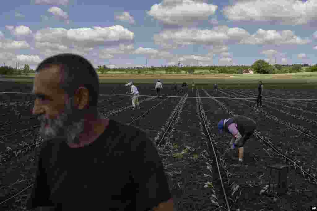 Farmers work in a field near Soledar in eastern Ukraine on June 6. Prior to the war, Ukraine exported more than 5 million metric tons of grain per month, the vast majority of which passed through its Black Sea ports. Russian warships have blocked those ports, making such shipments impossible and putting global food supplies and Ukraine's agricultural sector at risk. 