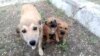 A Rare Entity In Turkmenistan: Private Shelter Saves Stray Dogs