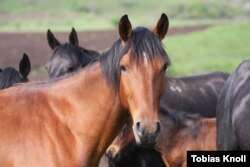 A Kabardian mare in the Caucasus