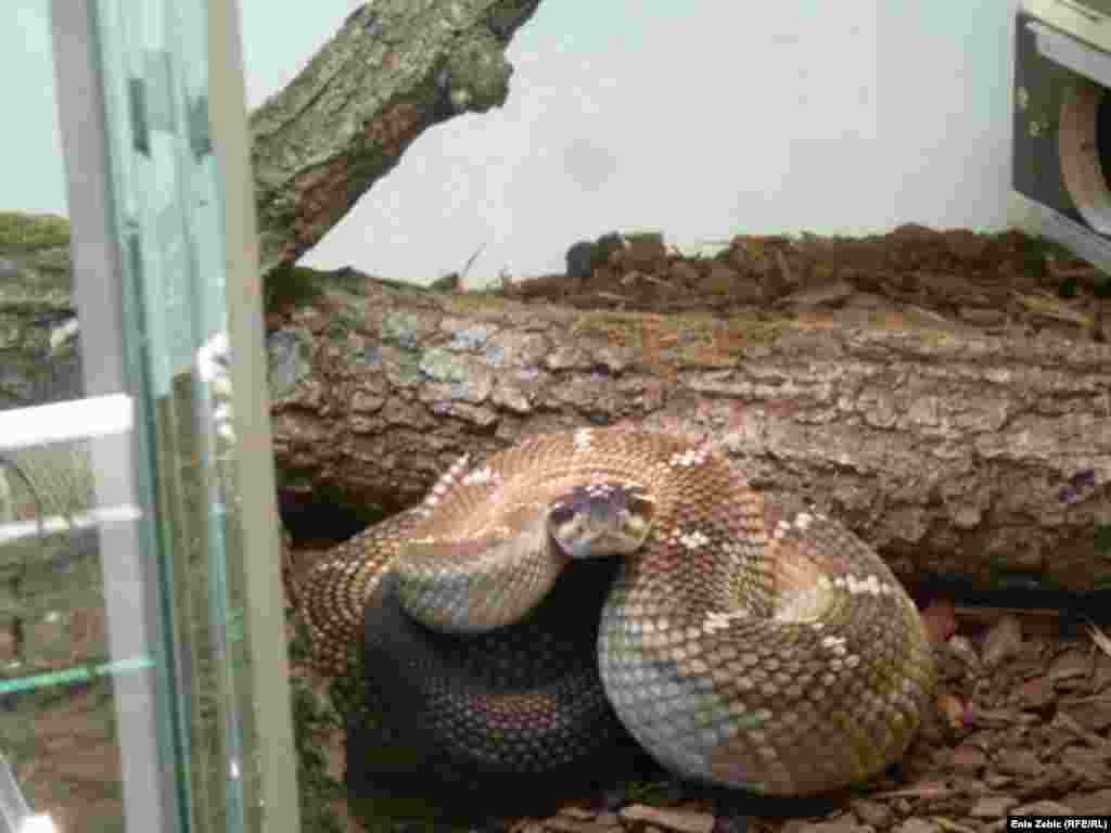 A black-tailed rattlesnake