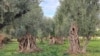 Old olive tries in Bar, Montenegro