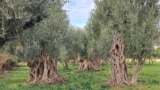 Old olive tries in Bar, Montenegro