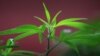 Showdown Looms In U.S. After Two States Vote To Legalize Marijuana