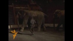 Russian Vodka Saves Frostbitten Elephants In Siberia