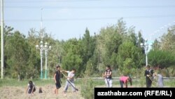 Türkmenabat şäherinde mekdep okuwçylary işledilýär.
