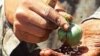 UN Says Afghanistan Under Threat From Drugs, Insurgency