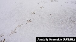 «Вплив південного циклону з також складним ім’ям Dschuna закине трохи снігу на Карпати»