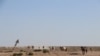 Kazakhstan - Horses coming to drink water from the well. Mangistau region, July 14, 2021.