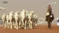 په سعودي عرب کې د اوښانو ځغل او د ښکلا سيالي