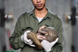 Wýetnamyň faunany goramak merkezinde bir işçi pangolinany tutup dur, ol ýerde pangolinanyň köpelmek maksatnamasy hereket edýär