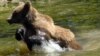 Romania has an estimated 8,000 brown bears, the largest number in Europe outside of Russia.