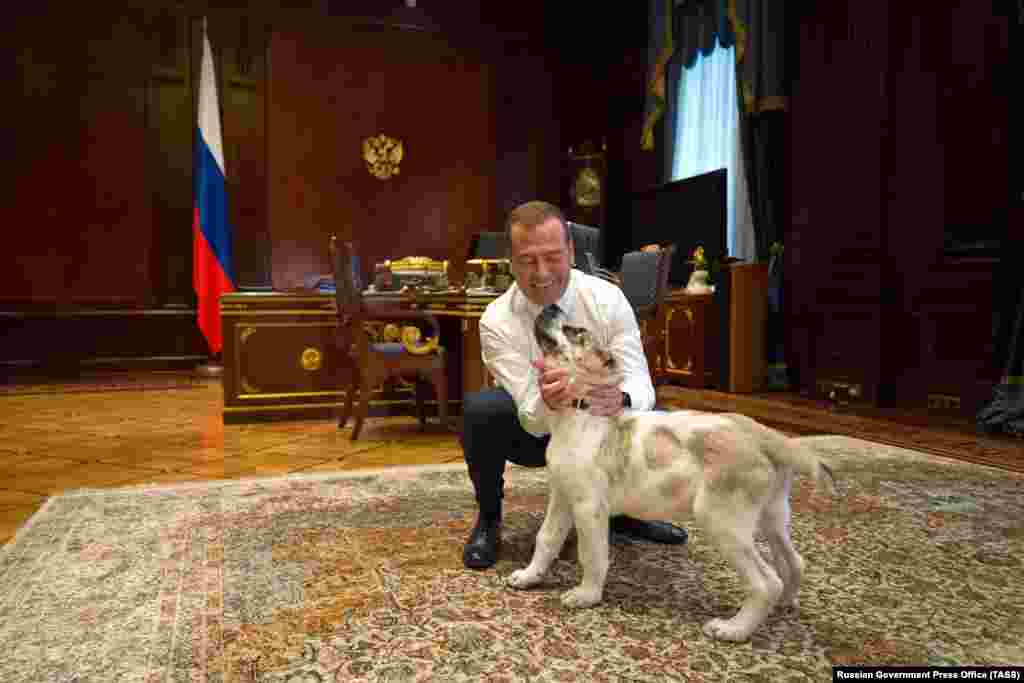 Medvedev plays with a Turkmen shepherd dog, known as an Alabai, that he received as a gift from Turkmen President Gurbanguly Berdymukhammedov on July 17, 2019.