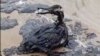 A bird sits stuck in an oil slick in the town of Anapa on Russia's Black Sea coast on December 17. 