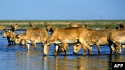 Kazakhstan’s saiga population was just over 20,000 in 2003. Two decades later, that number has risen to 2.6 million.