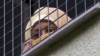 A migrant looks out the window at the Bela-Jezova detention facility north of Prague in November 2015.