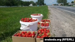 Урадзілі трускалкі