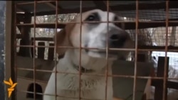 In Sochi, Some Stray Dogs Find Shelter, While Others Are Still In Danger