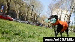 Pas Roki iz Gradske čistoće