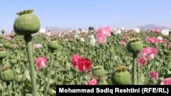 Afghanistan harvested 6,800 tons of opium in 2021, the UN Office on Drugs and Crime said. 