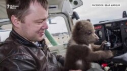 Спасяването на мечката Мансур