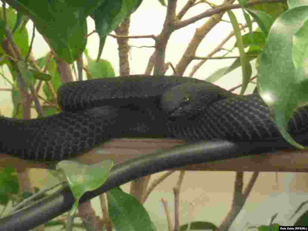 A mangrove pit viper