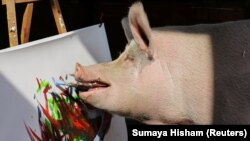 Пигкасо рисува на платно.