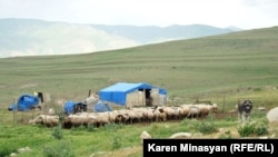 Armenia - Sheep graze on Urtsasar mountain pastures, 22Jun2012