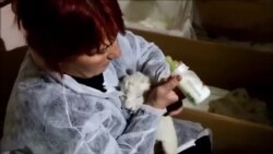 Feeding Time For Tbilisi's White Tiger Cubs