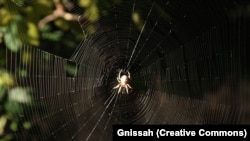 The large orb web of Araneus diadematus (European garden spider).