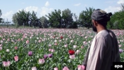 The EU appears to have taken heart from the relatively successful conduct of the August 20 presidential election and the announcement by a UN agency that Afghan poppy cultivation dropped significantly in 2008.