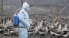 Ukraine Detects New Case Of Bird Flu