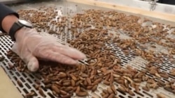 Afghanistan Opens $6 Million Pine-Nut Factory As Sales To China Boom