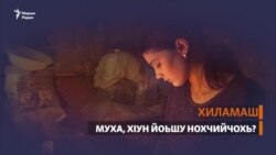 Муха, хIун йоьшу Нохчийчохь?