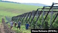 Livadă cu plasă anti-grindină la Bilicenii Vechi, Sângerei, 17 iunie 2013