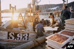 Grenlandiýanyň Disko Bay aýlagyndan tutulan deňiz leňňeji satuwa taýýarlanýar, 1975-nji ýylyň sentýabry.