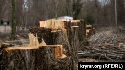 Парк без деревьев: в Симферополе срубили тополя (фотогалерея)
